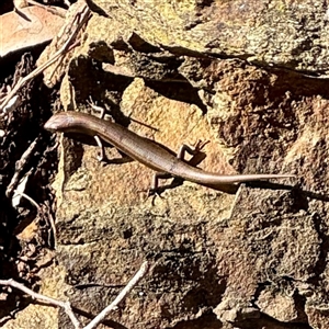Lampropholis (genus) at Campbell, ACT - Today by Hejor1