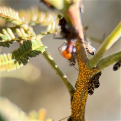 Aphididae (family) at Parkes, ACT - Yesterday by Hejor1