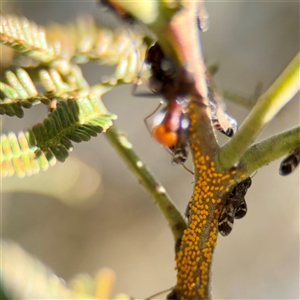 Aphididae (family) at Parkes, ACT - Today by Hejor1