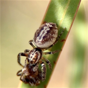 Opisthoncus sp. (genus) at Parkes, ACT - Today by Hejor1