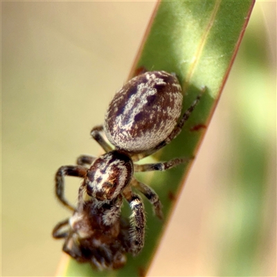 Opisthoncus sp. (genus) at Parkes, ACT - Yesterday by Hejor1