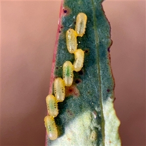 Coleoptera (order) immature at Barton, ACT - Today by Hejor1