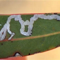 Unverified Unidentified Insect Leaf Miner at Campbell, ACT - Yesterday by Hejor1