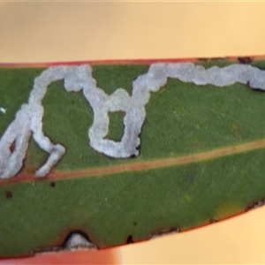 Unverified Unidentified Insect Leaf Miner at Campbell, ACT - Today by Hejor1