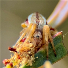 Araneus sp. (genus) at Campbell, ACT - Yesterday by Hejor1