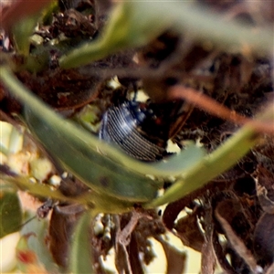 Ellipsidion australe at Reid, ACT - Today by Hejor1