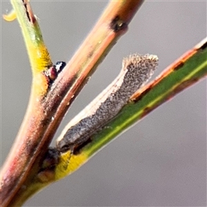 Oecophoridae (family) at Reid, ACT - Today by Hejor1