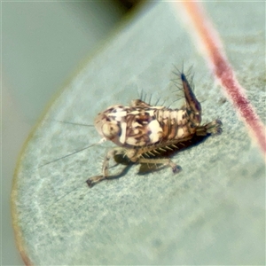 Cicadellidae (family) at Reid, ACT - Today by Hejor1