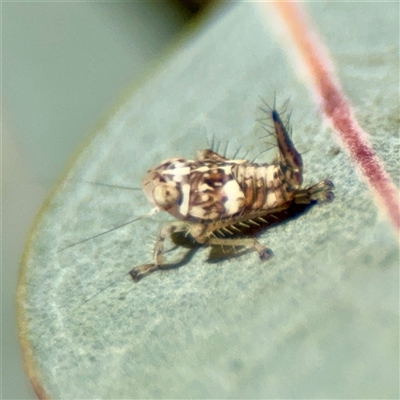 Cicadellidae (family) at Reid, ACT - Yesterday by Hejor1