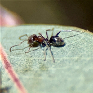 Iridomyrmex sp. (genus) at Russell, ACT - Today by Hejor1