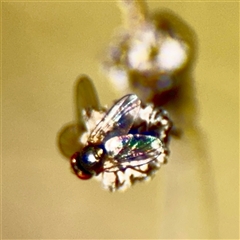 Agromyzidae (family) at Campbell, ACT - Yesterday by Hejor1
