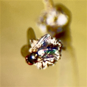 Agromyzidae (family) at Campbell, ACT - Today by Hejor1
