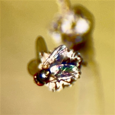 Agromyzidae (family) at Campbell, ACT - Yesterday by Hejor1