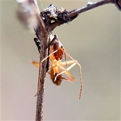 Notoncus sp. (genus) at Parkes, ACT - Yesterday by Hejor1