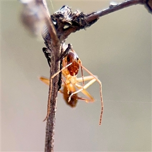 Notoncus sp. (genus) at Parkes, ACT - Today by Hejor1