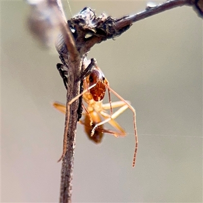 Notoncus sp. (genus) at Parkes, ACT - Yesterday by Hejor1