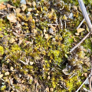 Syntrichia sp. (genus) at Parkes, ACT - Today by Hejor1
