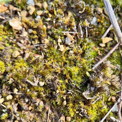 Syntrichia sp. (genus) at Parkes, ACT - Yesterday by Hejor1