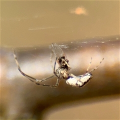 Tetragnatha sp. (genus) at Parkes, ACT - Yesterday by Hejor1