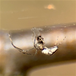 Tetragnatha sp. (genus) at Parkes, ACT - Today by Hejor1