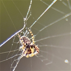 Araneus sp. (genus) at Parkes, ACT - Yesterday by Hejor1
