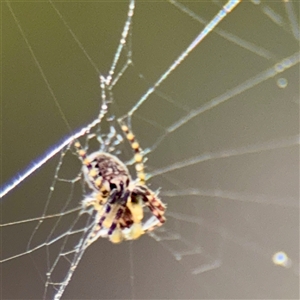 Araneus sp. (genus) at Parkes, ACT - Today by Hejor1