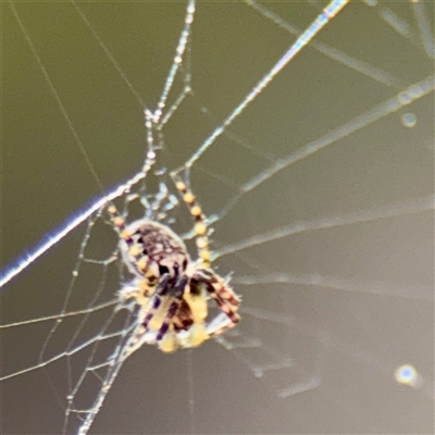 Araneus sp. (genus) at Parkes, ACT - Yesterday by Hejor1