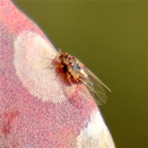 Psyllidae sp. (family) at Parkes, ACT - Today by Hejor1