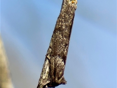 Hadrognatha (genus) at Campbell, ACT - 9 Oct 2025 by Hejor1