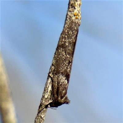Lepidoscia heliochares at Campbell, ACT - Yesterday by Hejor1