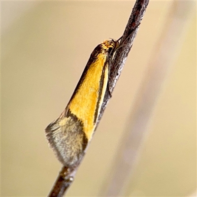 Philobota undescribed species near arabella at Parkes, ACT - Yesterday by Hejor1