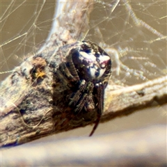 Araneus albotriangulus at Parkes, ACT - Yesterday by Hejor1