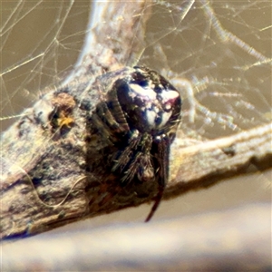 Araneus albotriangulus at Parkes, ACT - Today by Hejor1