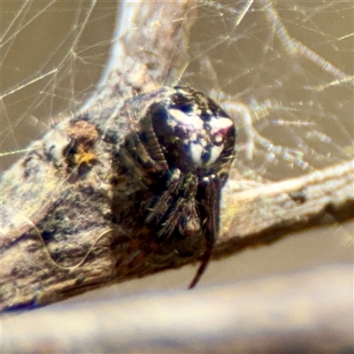Araneus albotriangulus at Parkes, ACT - Yesterday by Hejor1