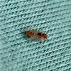Psyllidae sp. (family) at Campbell, ACT - Yesterday by Hejor1