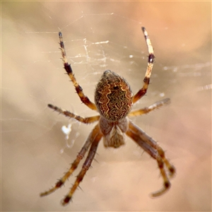 Araneus sp. (genus) at Russell, ACT - Today by Hejor1
