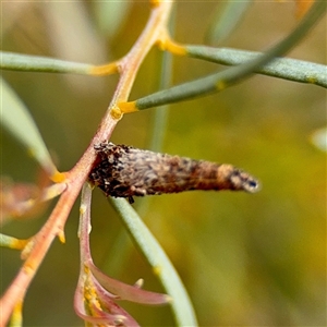 Conoeca guildingi (A case moth) at Russell, ACT - Yesterday by Hejor1