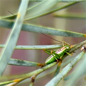 Conocephalus sp. (genus) at Russell, ACT - Yesterday by Hejor1