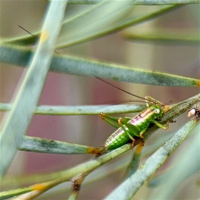 Conocephalus sp. (genus) at Russell, ACT - Yesterday by Hejor1
