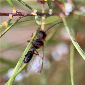 Myrmecia sp. (genus) at Russell, ACT - Yesterday by Hejor1