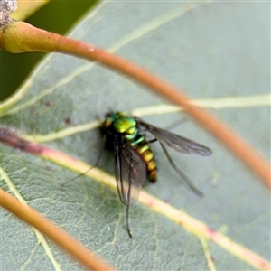 Sciapodinae (subfamily) at Russell, ACT - Yesterday by Hejor1