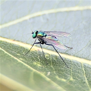 Dolichopodidae (family) at Russell, ACT - Yesterday by Hejor1