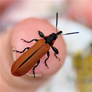 Rhinotia haemoptera at Russell, ACT - Today by Hejor1