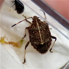 Oncocoris geniculatus (A shield bug) at Russell, ACT - Yesterday by Hejor1