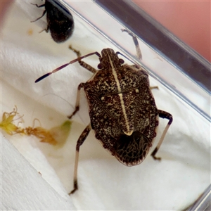 Oncocoris geniculatus (A shield bug) at Russell, ACT - Yesterday by Hejor1