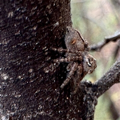 Servaea narraweena at Russell, ACT - 9 Oct 2025 12:52 PM