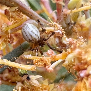 Australomimetus sp. (genus) at Russell, ACT - Yesterday by Hejor1