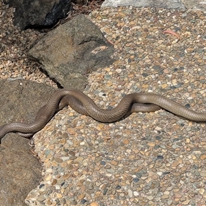 Pseudonaja textilis (Eastern Brown Snake) at Acton, ACT - 7 Oct 2025 by HelenCross