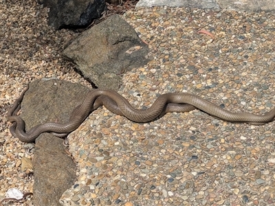 Pseudonaja textilis (Eastern Brown Snake) at Acton, ACT - 7 Oct 2025 by HelenCross