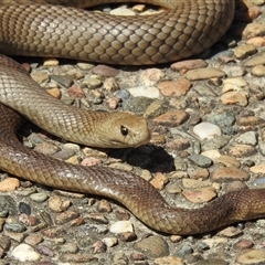Pseudonaja textilis at Acton, ACT - 7 Oct 2025 01:11 PM